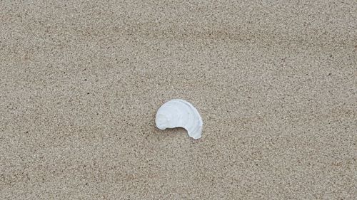 High angle view of shell on sand