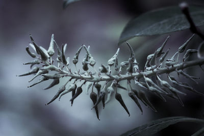 Close-up of frozen plant during winter