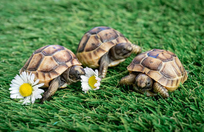 Close-up of three isolated young hermann turtles on a synthetic grass with daisies flowers 