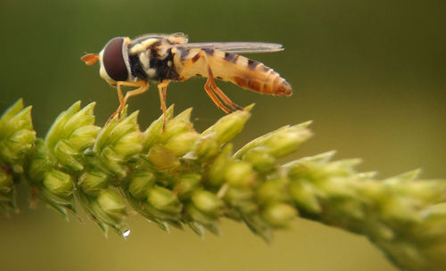 Close-up of insect on plant