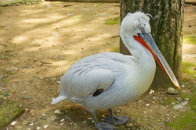 High angle view of duck on land