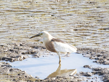 Side view of a bird on beach