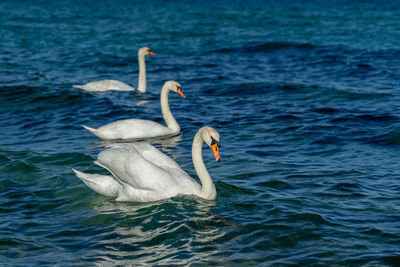 Swans swimming in lake