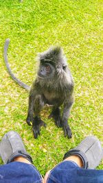Low section of man sitting on grass