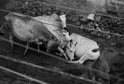 High angle view of cattle