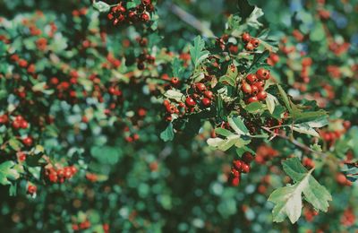 Close-up of red berries growing on tree