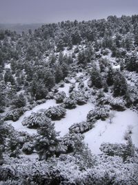 Trees on snow covered land against sky