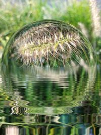 Close-up of dandelion against blurred background