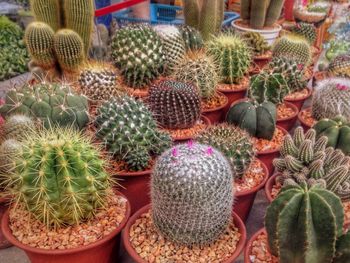 Potted plants on the wall