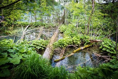 Scenic view of waterfall in forest