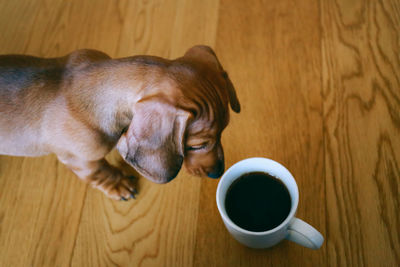 Close-up of dog with coffee cup on table