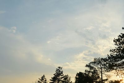 Low angle view of trees against sky