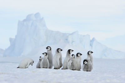 Flock of birds in snow