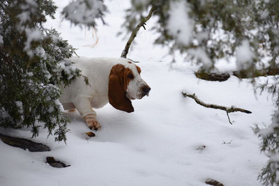 View of dog on snow covered land