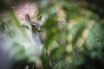 Close-up of deer on plant