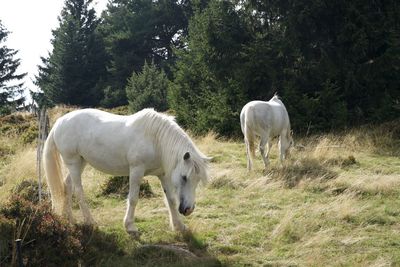 Horse grazing on field
