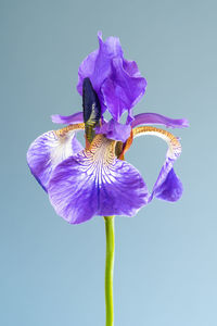 Close-up of purple flower against blue background