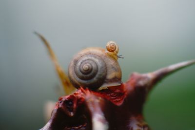 Close-up of snail