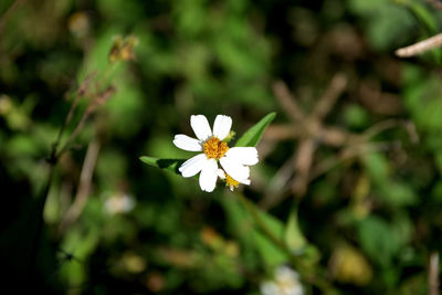 Close-up of white flowers blooming outdoors