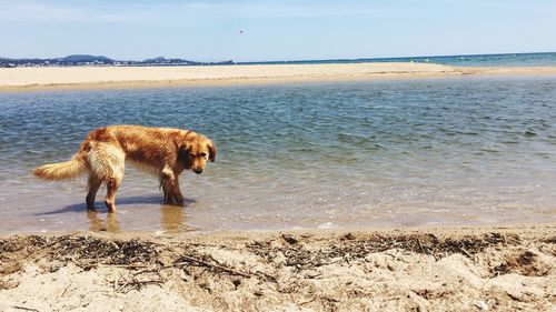 View of a dog on beach