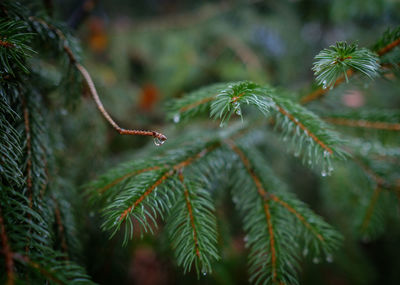 Close-up of frost on tree