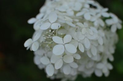 Close-up of wet white flowers