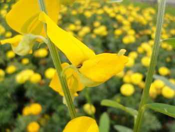 Close-up of yellow flowers blooming outdoors