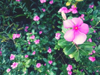 Close-up of pink flowers blooming outdoors