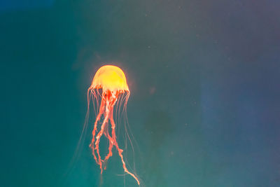 Close-up of jellyfish swimming in sea