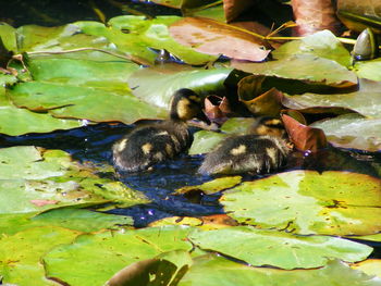 High angle view of ducks floating on water