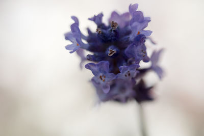 Close-up of purple flowers