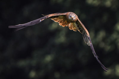 Close-up of red kite flying