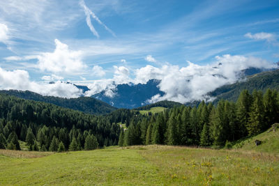 Scenic view of pine trees against sky