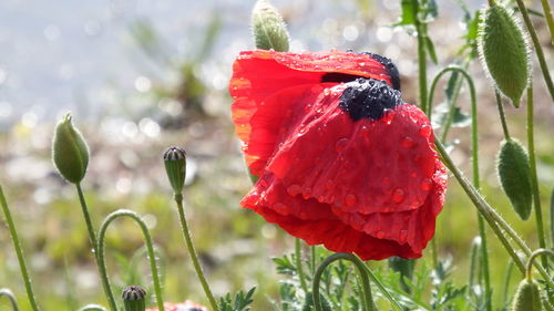 Close-up of wet red poppy blooming outdoors