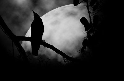 Low angle view of silhouette bird on field against sky