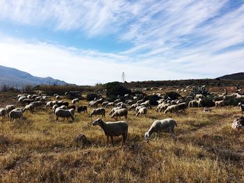 Flock of sheep on field