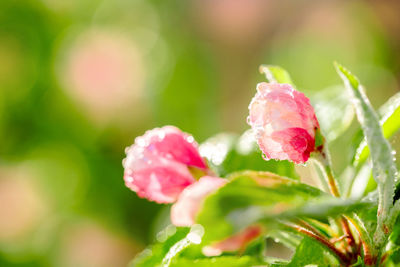 Close-up of wet pink flower