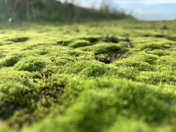 Close-up of moss on land