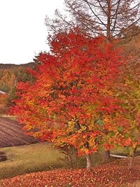 Autumn leaves on tree