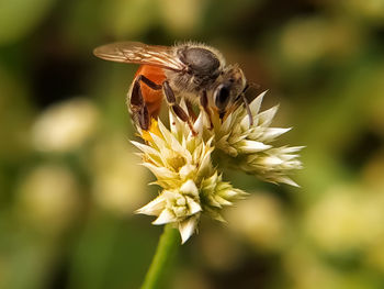 Close-up of bee pollinating on flower