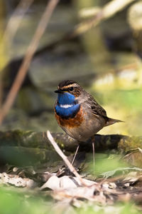 Close-up of bird perching on leaf