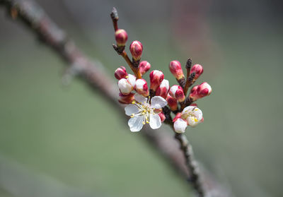Close-up of pink flowers on branch