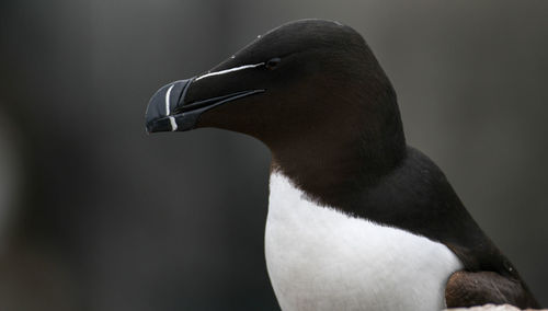 Close-up of a bird looking away