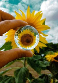 Cropped hand holding crystal ball against sunflower