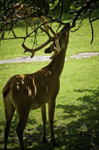 Horse grazing on field