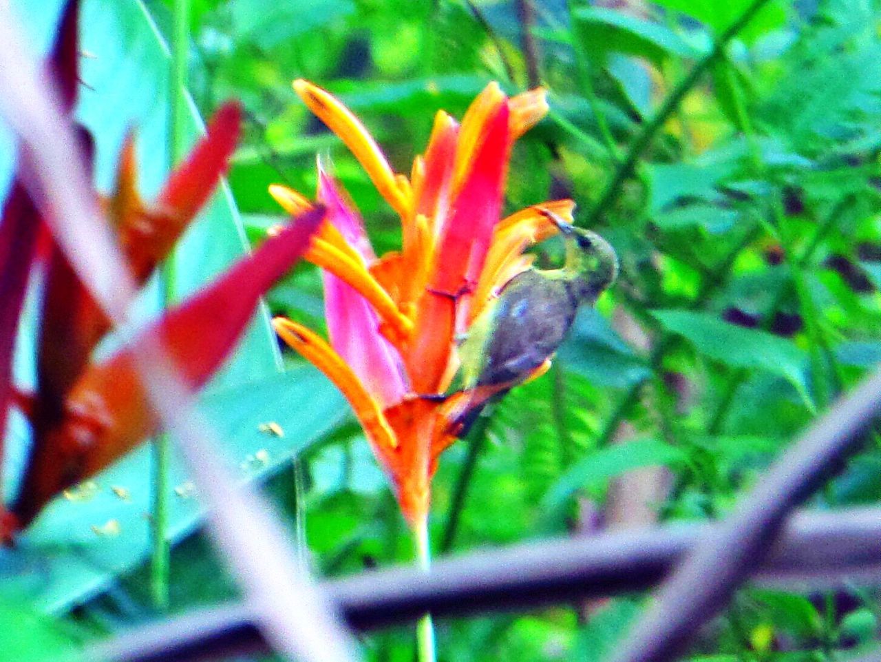 leaf, growth, focus on foreground, close-up, plant, nature, red, beauty in nature, orange color, green color, selective focus, fragility, freshness, day, outdoors, no people, multi colored, autumn, stem, season