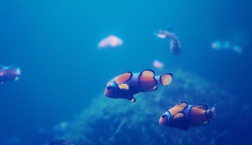 Nemo fish swimming in sea