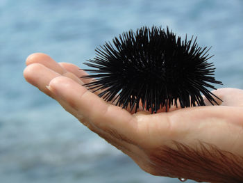 Close-up of hand holding sea