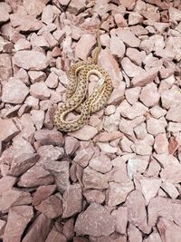 Snake in rocks