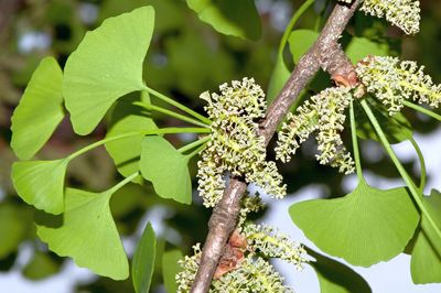 Close-up of insect on plant